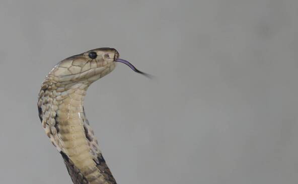 Un cobra aperçu dans une commune près de Toulouse