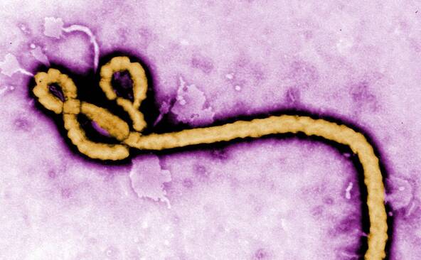 Epidémie d'Ebola: l'OMS déclare une urgence de santé internationale
