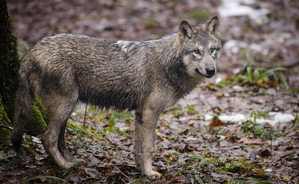 Les mesures de régulation du loup portent leurs fruits