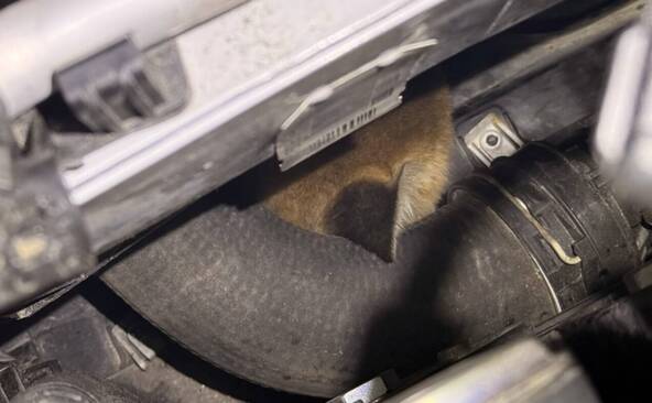 Tour en voiture de deux renards blottis sous le capot à Winterthour