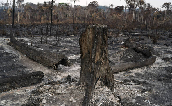 Brésil: la déforestation sous un seuil historique en 2025