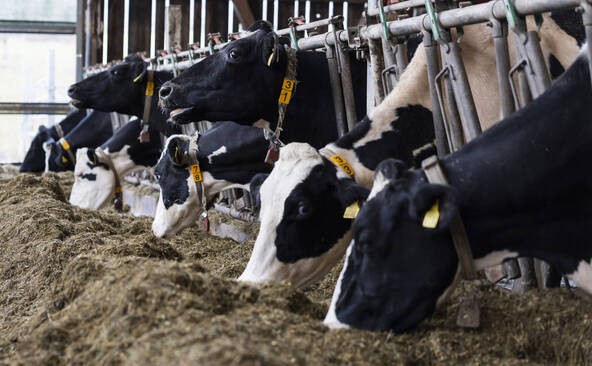 Mercosur: gauche et agriculteurs monteront au créneau