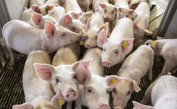 Une porcherie vaudoise épinglée dans une vidéo