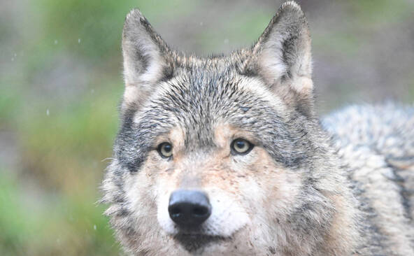 Allemagne: le loup qui avait mordu une femme est probablement mort