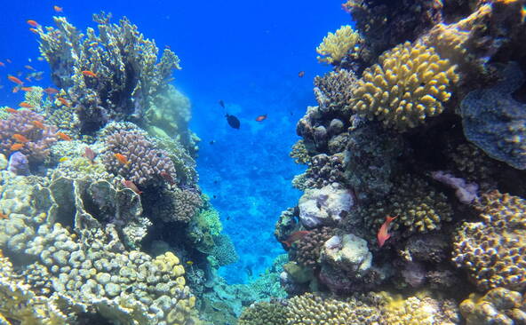 La dégradation de l'océan se poursuit, selon le baromètre Starfish