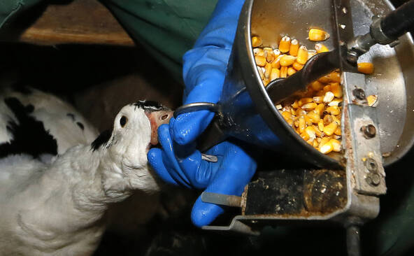 Foie gras: le Parlement favorable à des restrictions