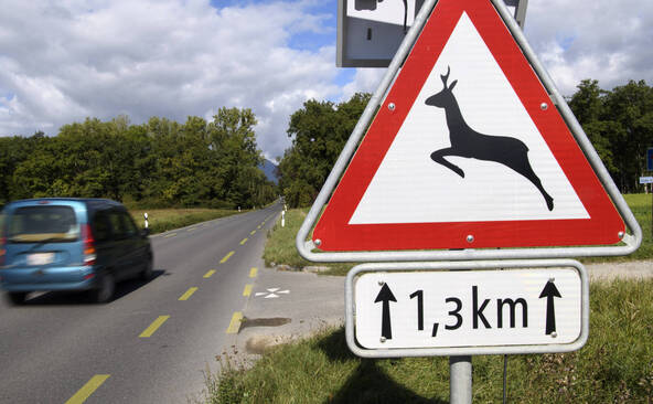 Le canton reconduit les tirs de régulation des cerfs