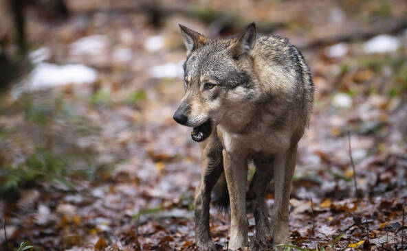 Génisses tuées par le loup aux Verrières (NE)