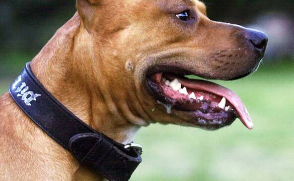 France: le chien Curtis, qui avait tué Elisa, sera euthanasié