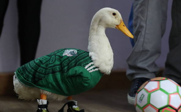 Le canard mascotte du Mexique reçoit les honneurs présidentiels