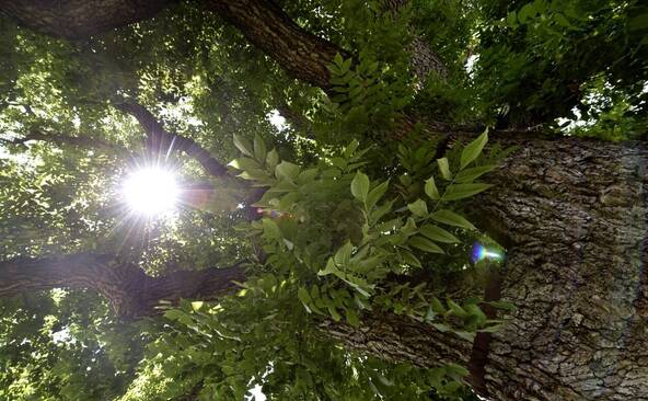 Une exposition sur les arbres remarquables et leurs jardiniers