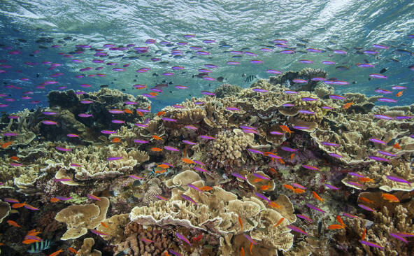 La Grande Barrière de corail dans un état préoccupant (ONU)