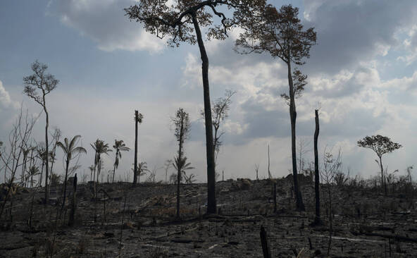 Brésil: la déforestation en Amazonie au plus bas au 1er semestre