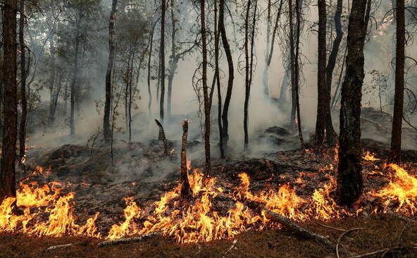 Forêt de Fontainebleau: les incendies ont parcouru plus de 1900 ha