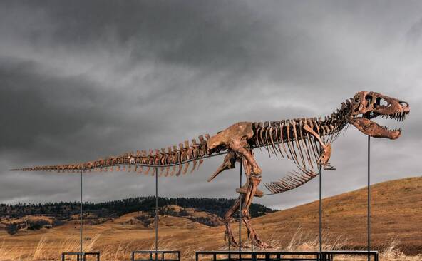 Un T-Rex vendu 50 millions de dollars à New York