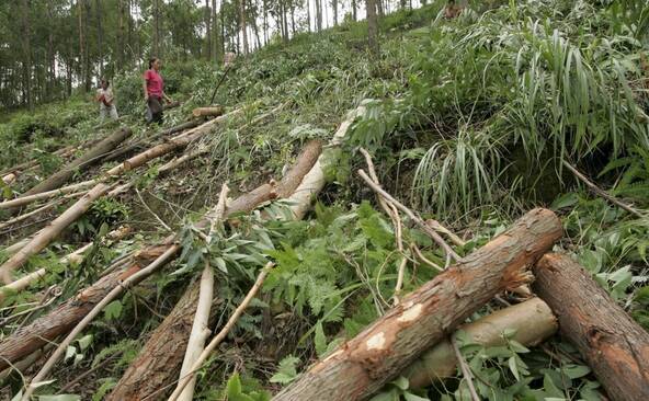 Le recul de la déforestation n'est pas lié aux entreprises