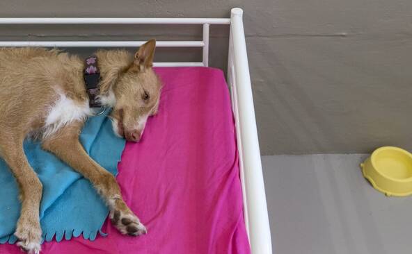 Canicule: comment prendre soin de ses animaux de compagnie?