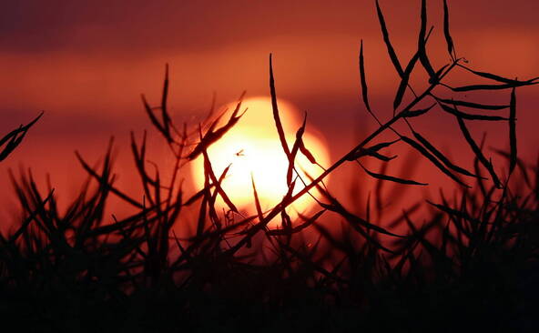 Canicule de juin: 12'000 décès excédentaires recensés en Europe
