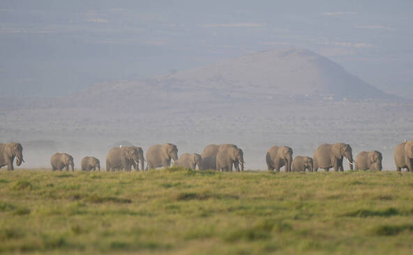 Le Kenya enquête sur la mort de 15 éléphants en un mois