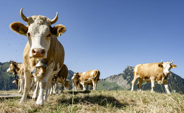 Un nouveau virus détecté chez des bovins suisses