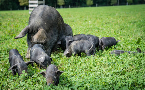 Le cochon noir des Alpes reconnu comme une race autochtone