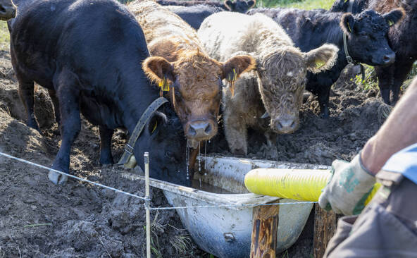 Près d'un tiers de vaches abattues en plus en juin et juillet