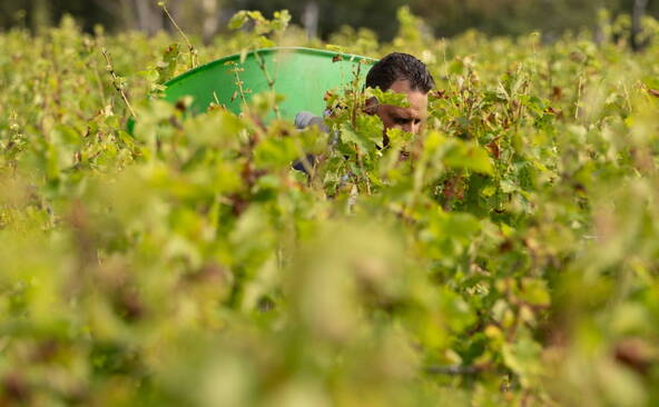 Vendanges 2026 à Bordeaux: une précocité « jamais connue »