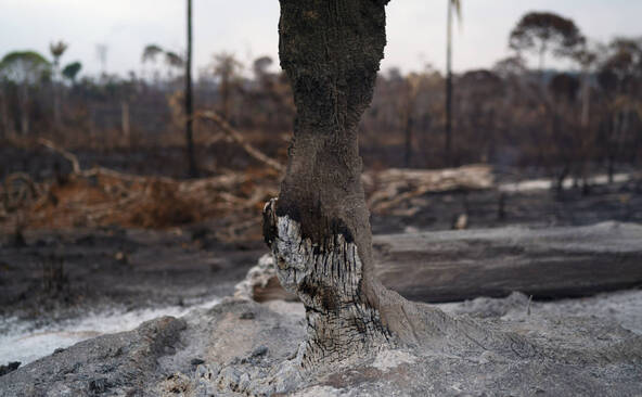 Brésil: la déforestation au plus bas sur un an en Amazonie
