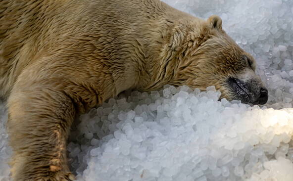 Ne réveillez pas un ours qui dort: grosse amende pour un indélicat