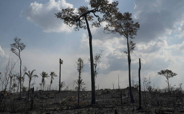Pour se régénérer, l'Amazonie compte sur quelques espèces d'arbres