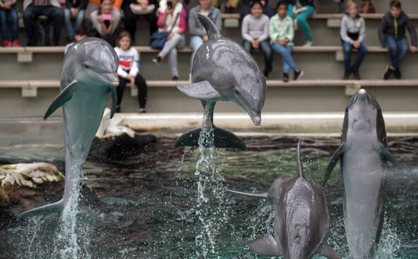 Le zoo de Beauval renonce à accueillir des dauphins
