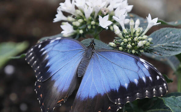 Les fortes chaleurs ternissent l'éclat du papillon morpho