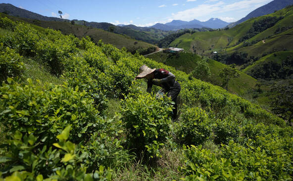 Colombie: épandage de glyphosate sur les champs de coca
