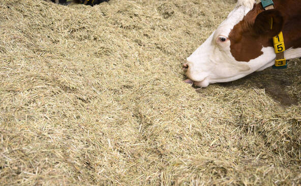 Face à la pénurie, la Suisse puise dans ses réserves de fourrage
