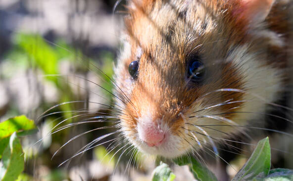 Japon: arrestation d'un tueur en série de hamsters