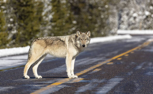 Trump veut à nouveau retirer les protections accordées aux loups