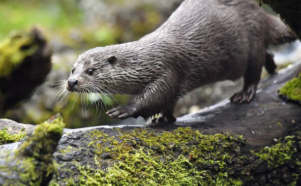 La loutre a fait un retour naturel cet été à Genève