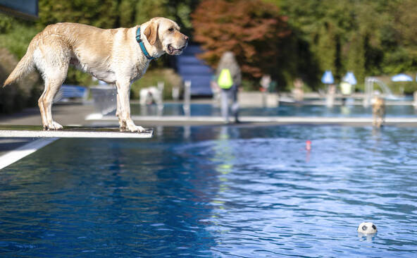 Les chiens prennent leurs quartiers dans les piscines zurichoises
