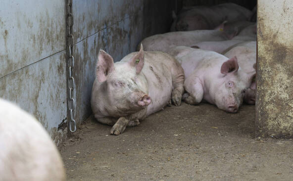 Maladie pulmonaire chez les porcs: abattages de 20 cheptels