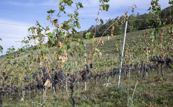Dégâts aux cultures agricoles estimés à près de 60 millions en 2026