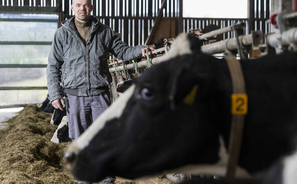 Dermatose chez les bovins: fin de la vaccination mais vigilance