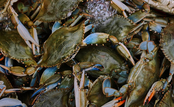 Montée des eaux: un nouveau front pour les espèces invasives