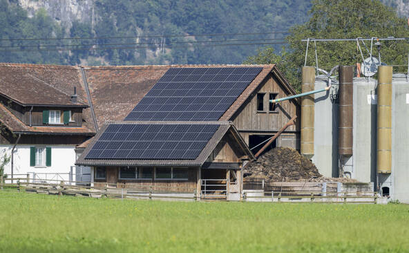 Agir contre les courants vagabonds pour protéger les vaches
