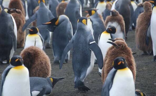 Le réchauffement des océans polaires menace les infrastructures