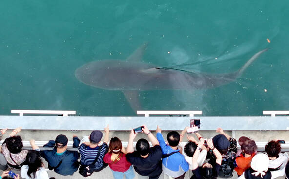Corée du Sud : un requin égaré devient la mascotte de Busan