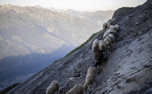Quelque 80 moutons chutent mortellement dans le vide aux Grisons