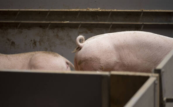 Pneumonie enzootique: 10'500 porcs abattus dans toute la Suisse