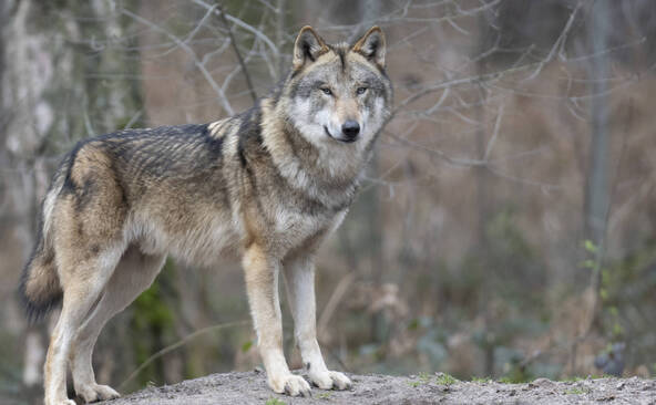 Nombre d'autorisations de tirs préventifs du loup en forte hausse