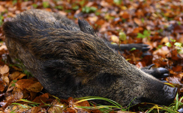 Les collisions avec la faune sauvage culminent en automne