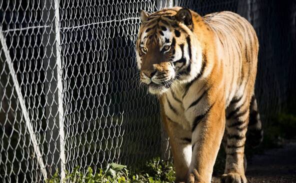 Un homme grièvement blessé par un tigre dans un zoo britannique